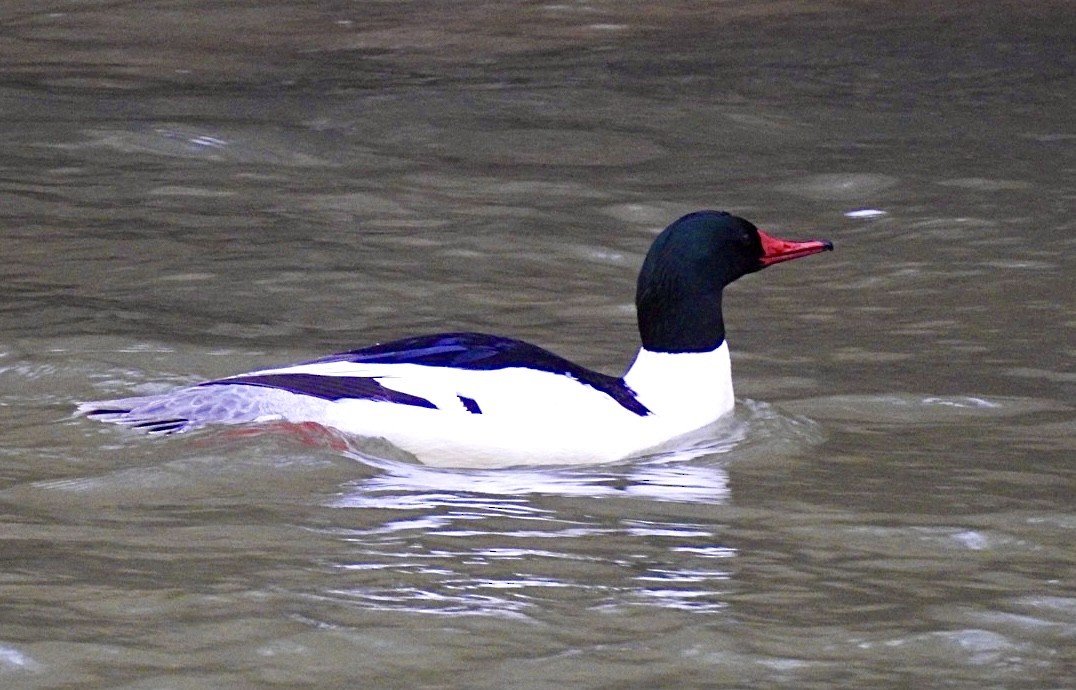 Common Merganser - ML615394055