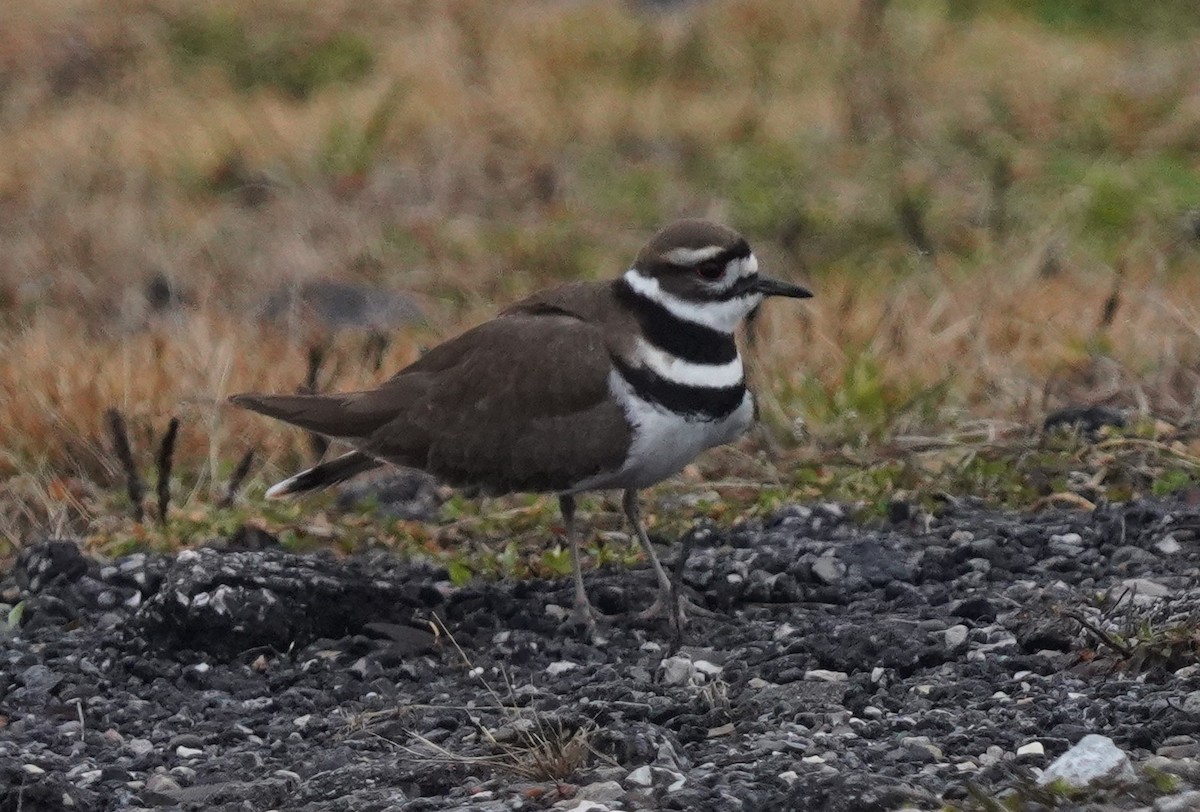 Killdeer - ML615394066