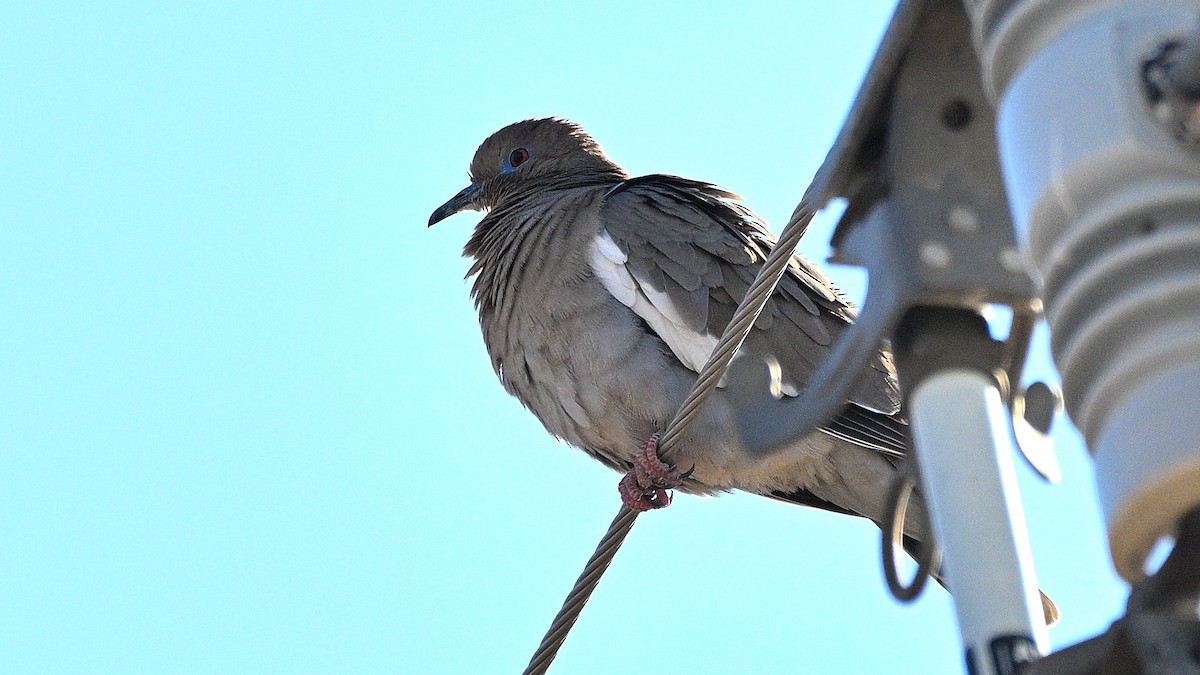 White-winged Dove - ML615394085