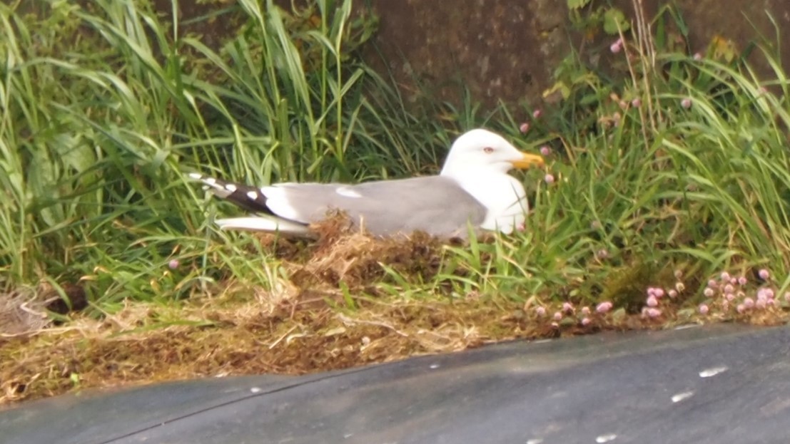 Yellow-legged Gull - ML615394090