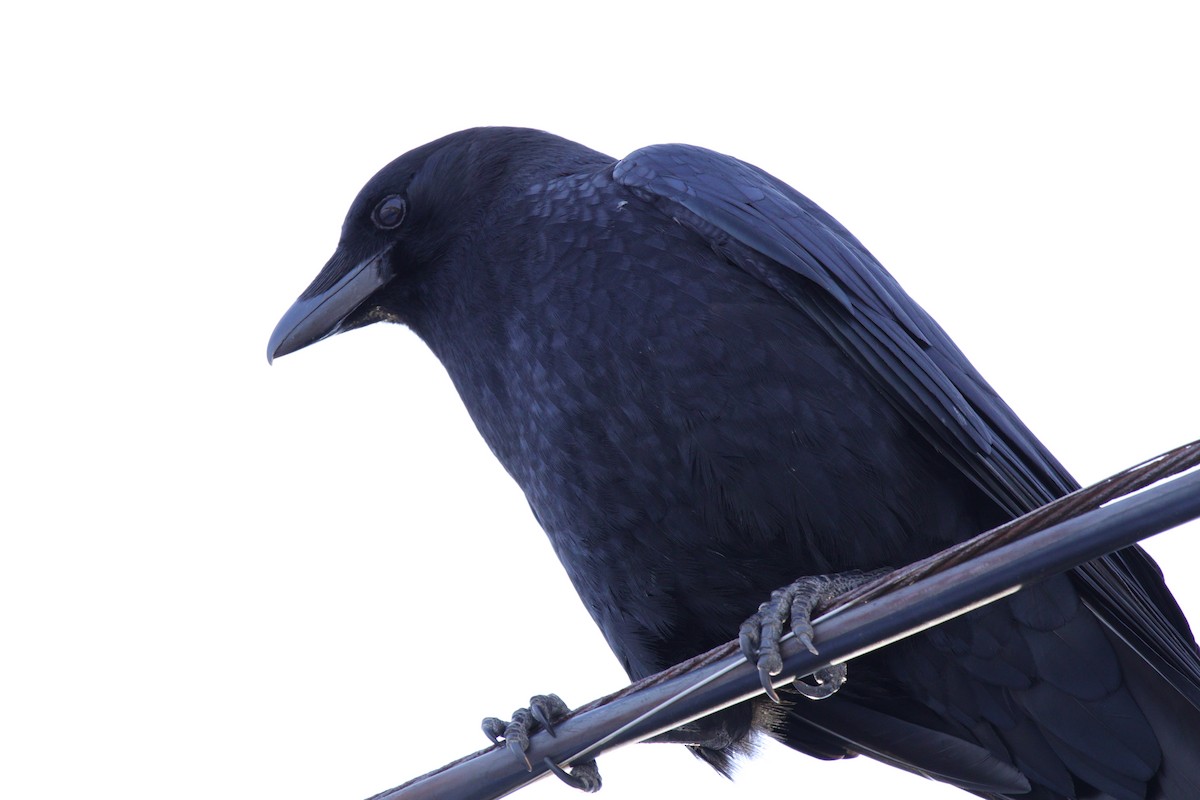 American Crow - ML615394099