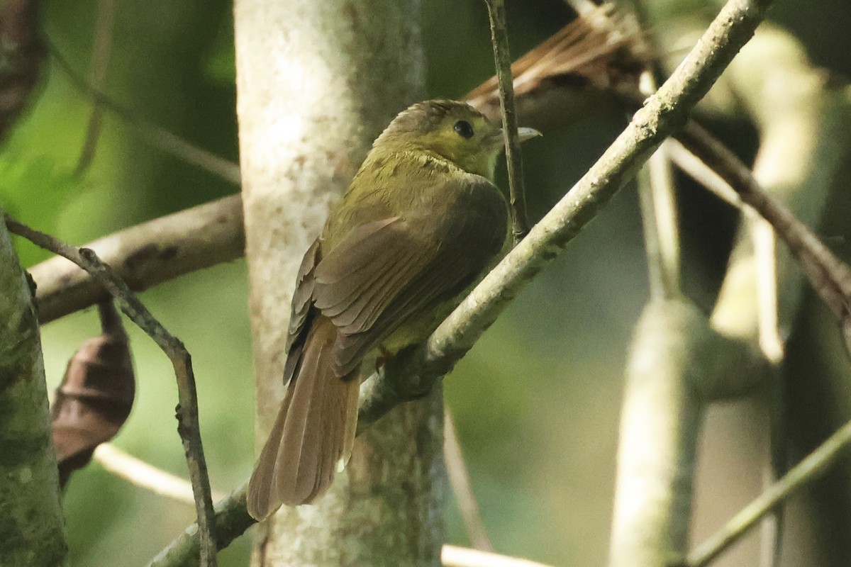 Hairy-backed Bulbul - ML615394106