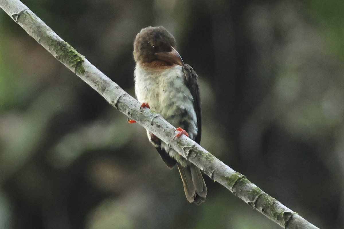 Brown Barbet - Steven Whitebread