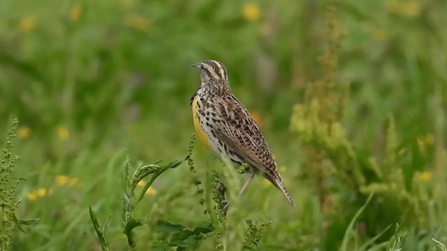 Western Meadowlark - ML615394143