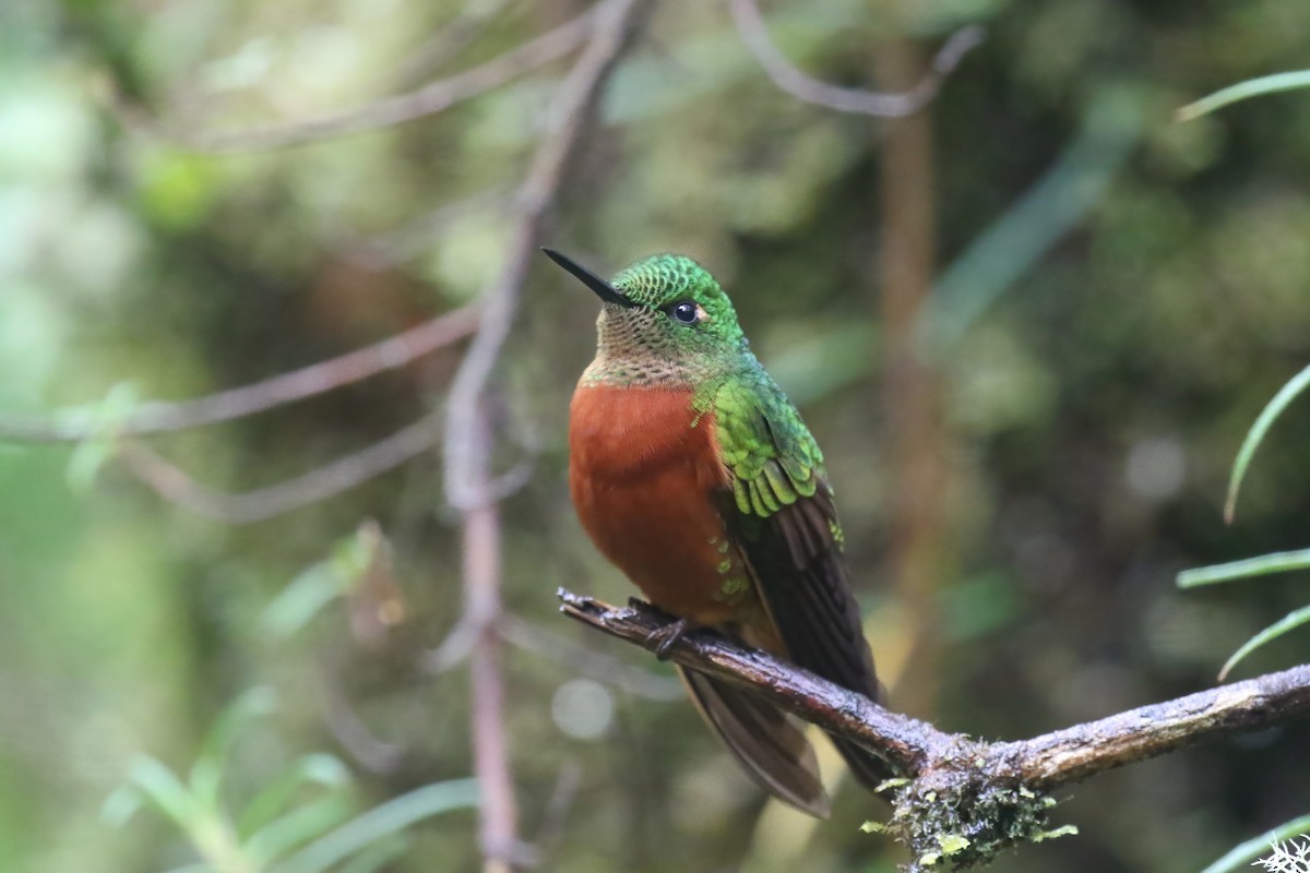 kolibřík peruánský - ML615394144