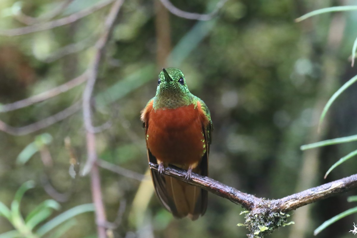 kolibřík peruánský - ML615394172