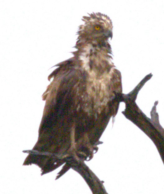 Brown Snake-Eagle - ML615394183