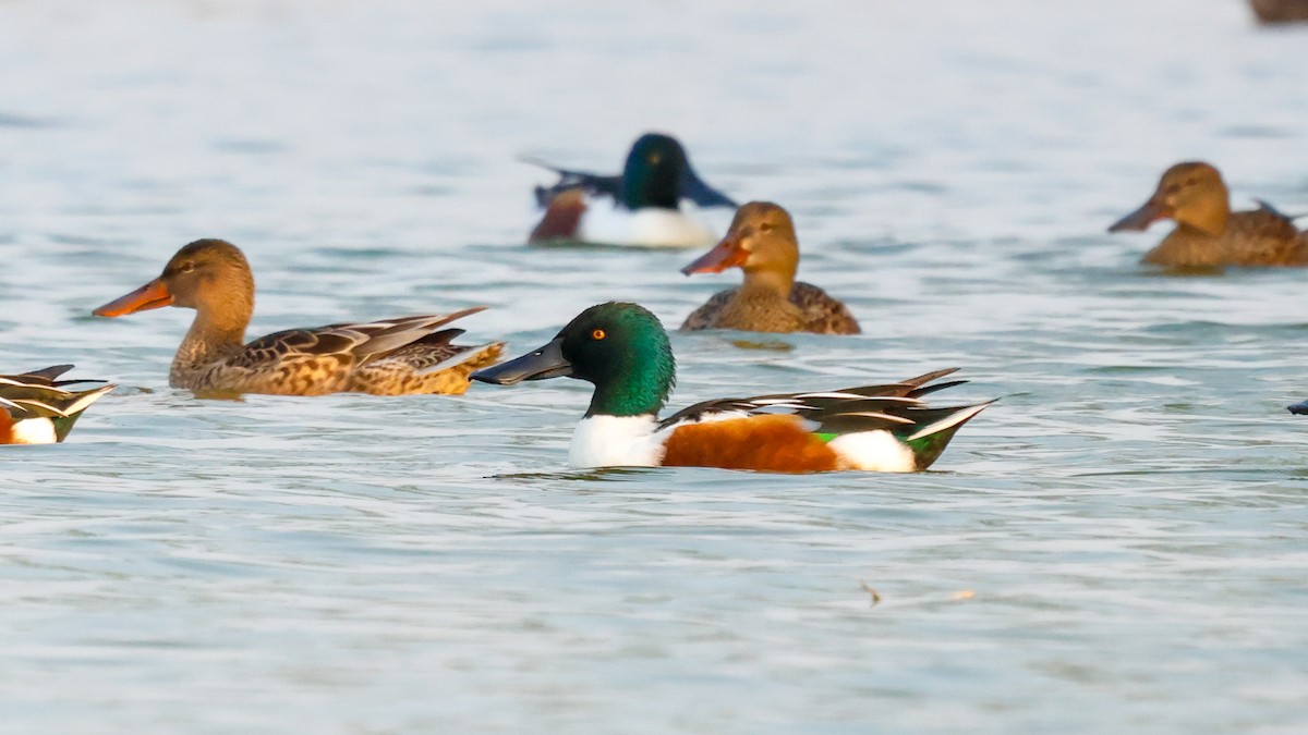 Northern Shoveler - ML615394215