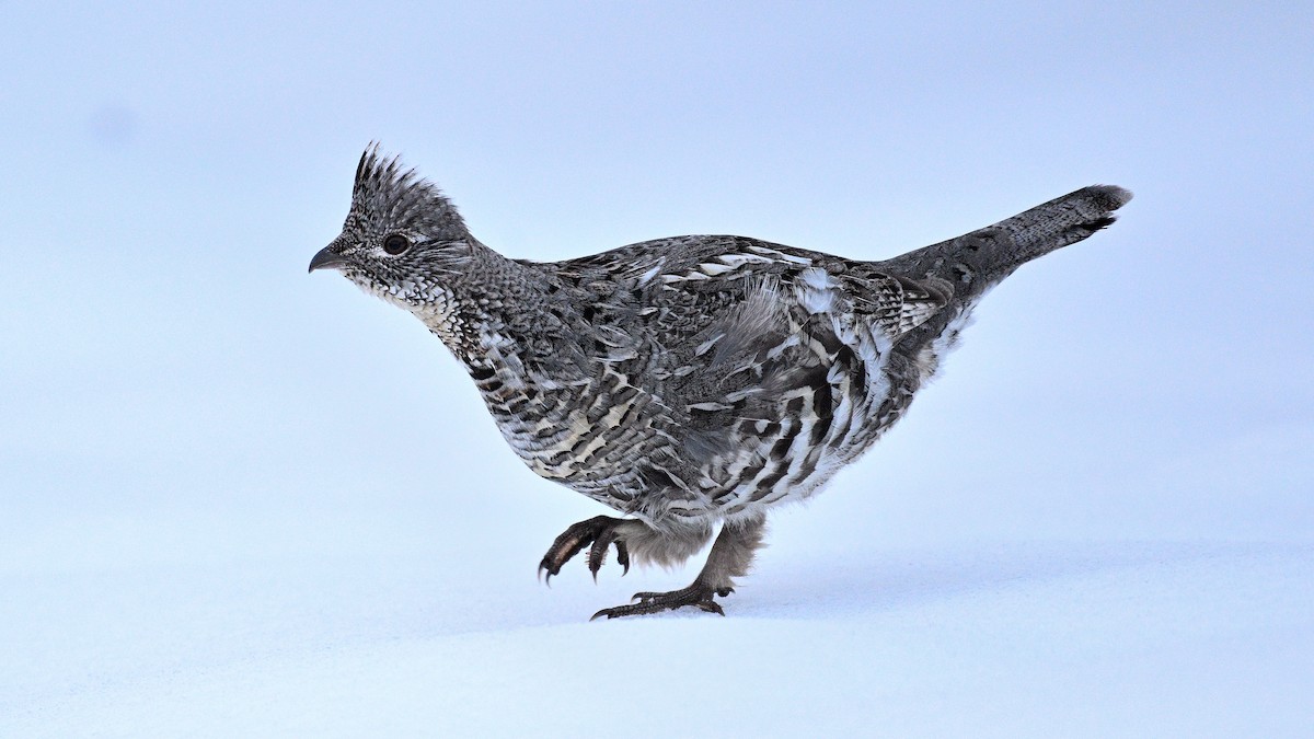 Ruffed Grouse - ML615394324