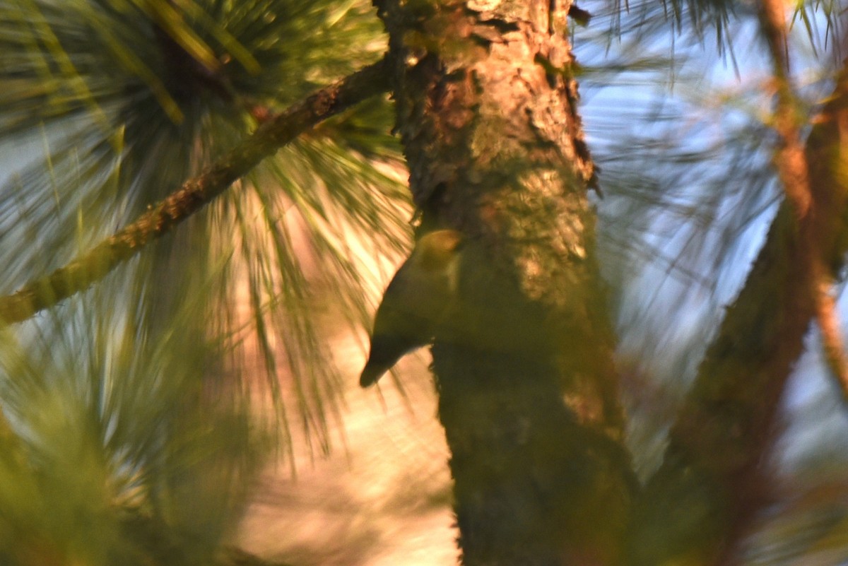 Brown-headed Nuthatch - ML615394328