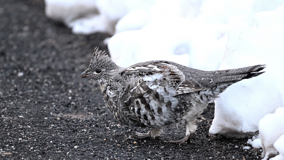 Ruffed Grouse - ML615394358