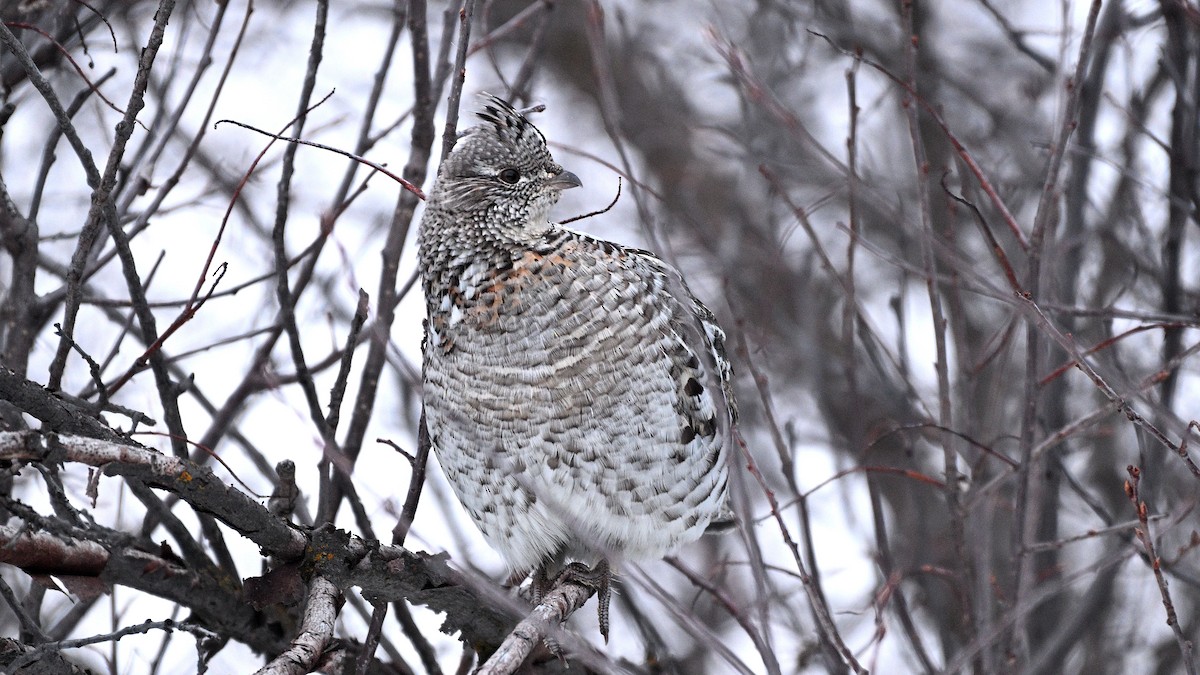 Ruffed Grouse - ML615394361