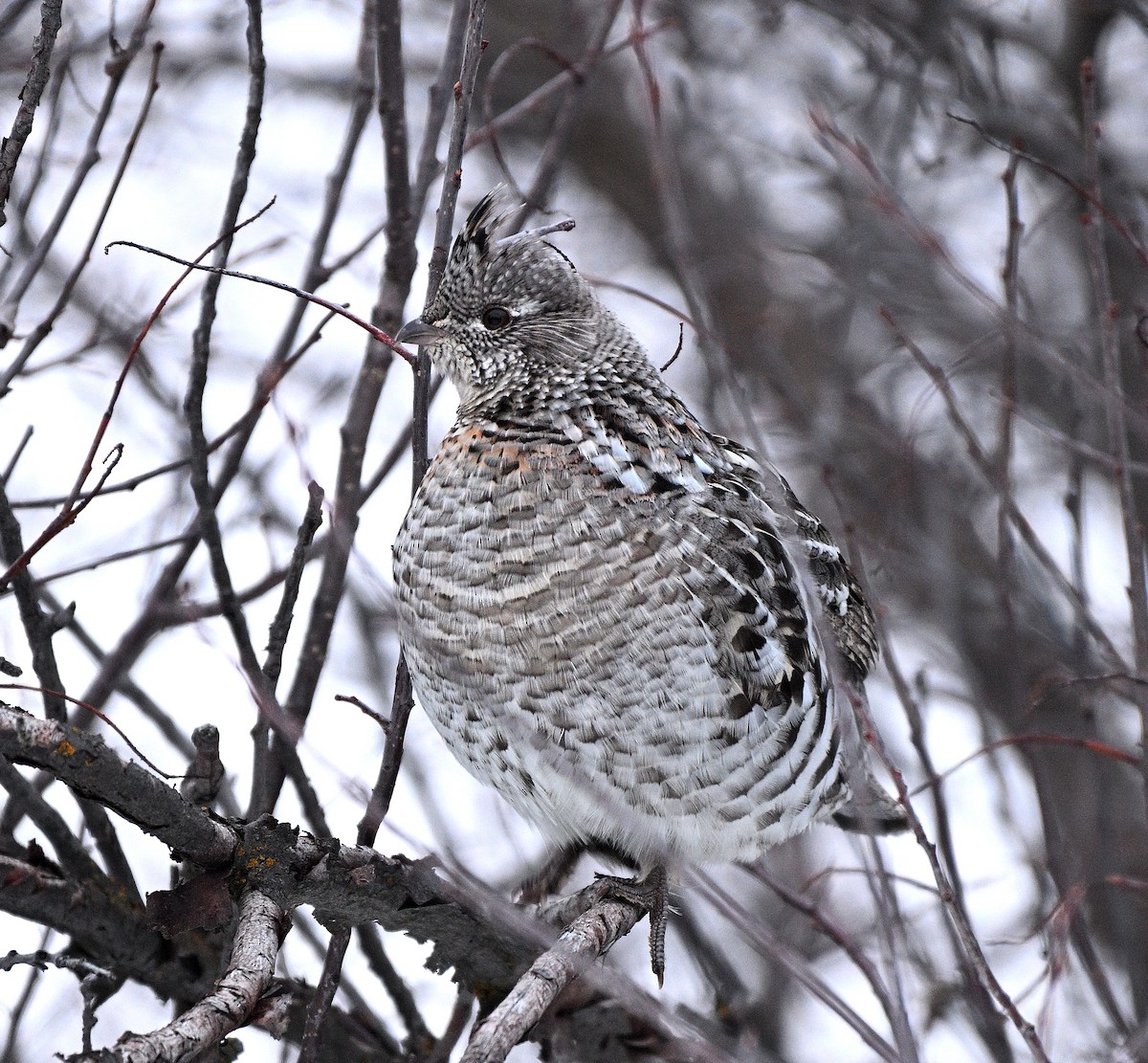 Ruffed Grouse - ML615394385