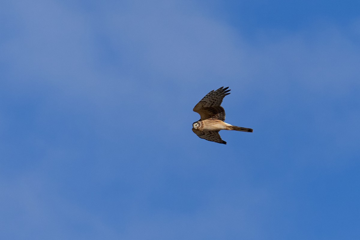 Busard des marais - ML615394395