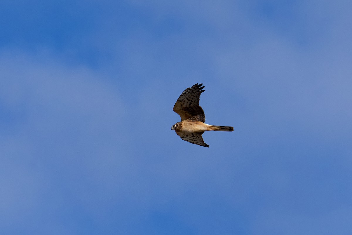 Busard des marais - ML615394396