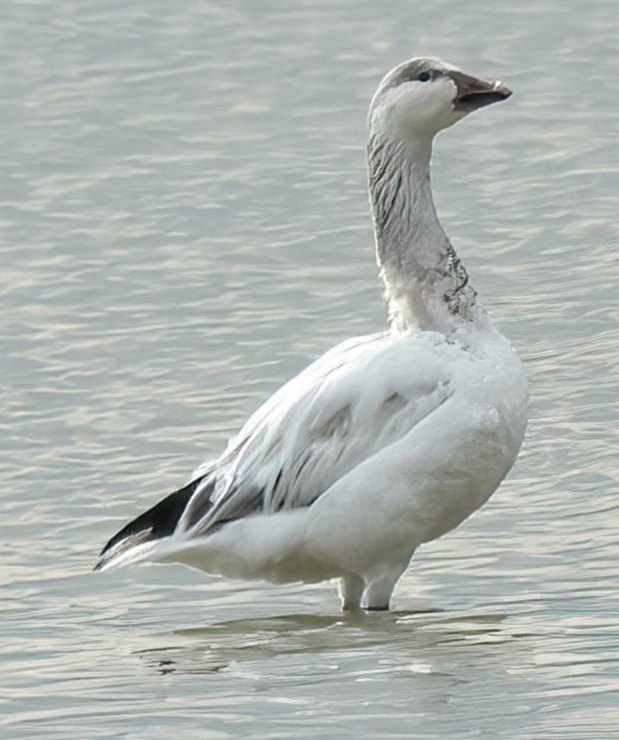 Snow Goose - Janice Vander Molen