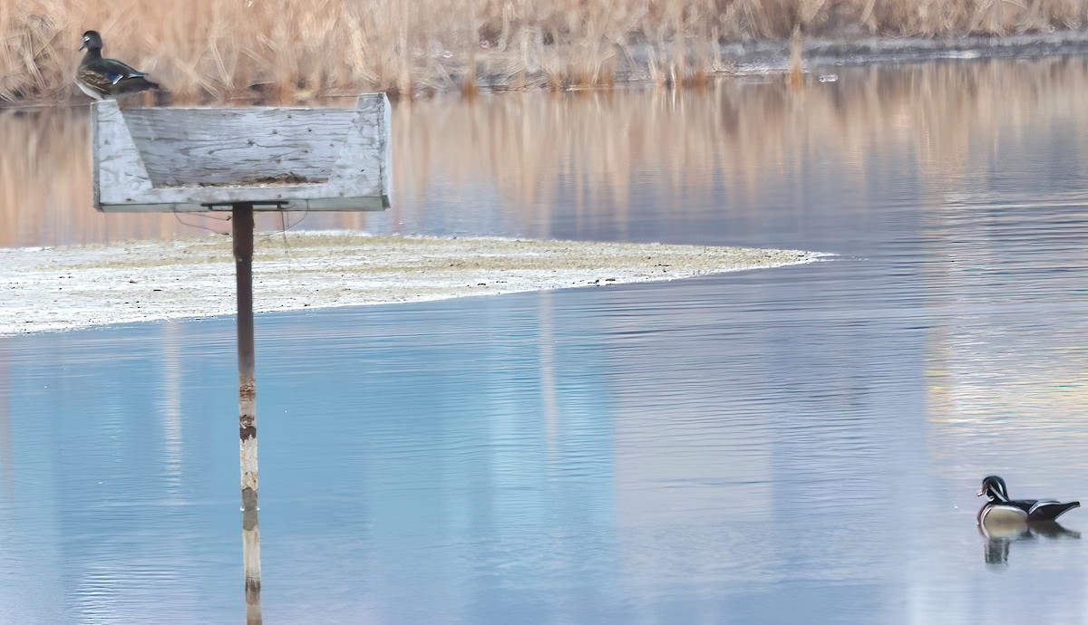 Wood Duck - ML615394529