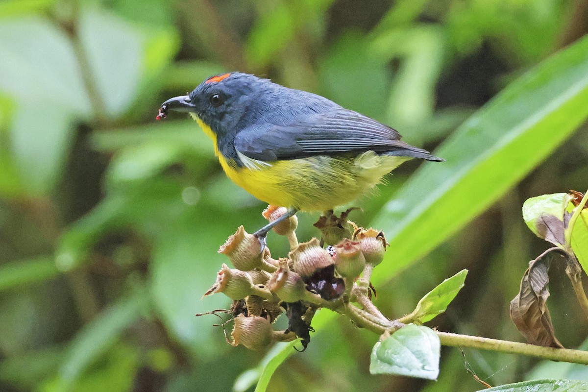 Yellow-rumped Flowerpecker - ML615394550