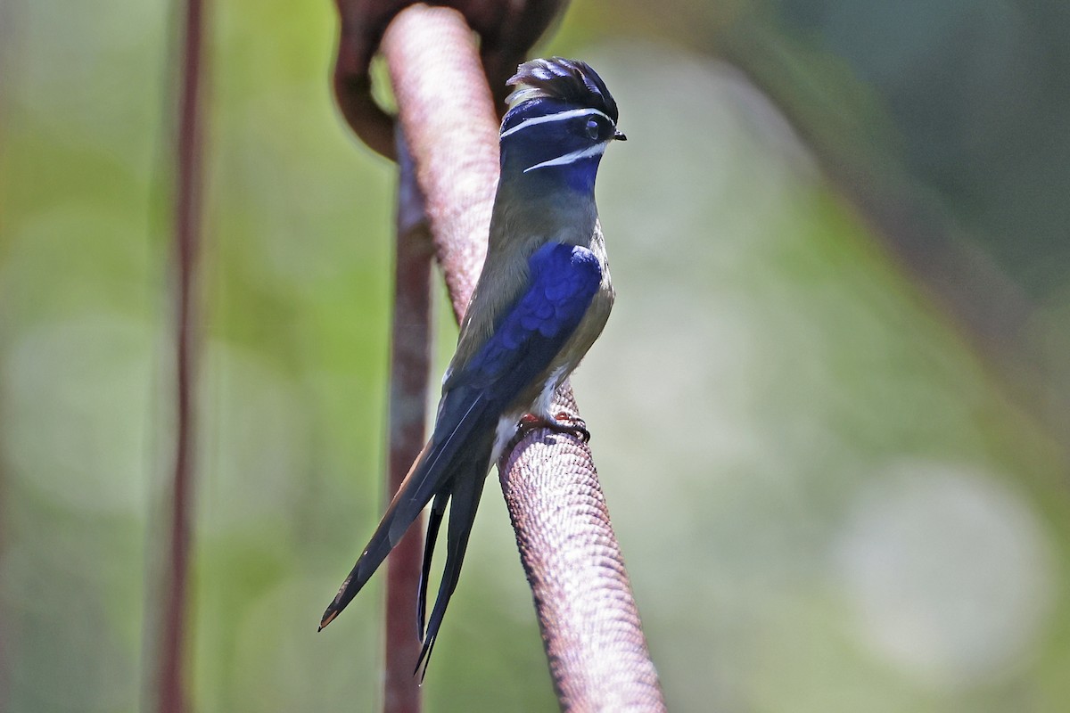 Whiskered Treeswift - ML615394659