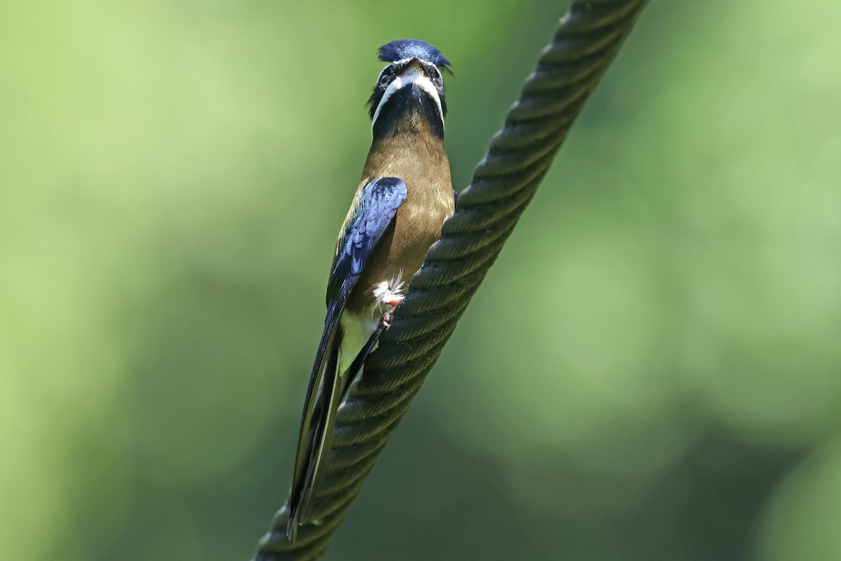 Whiskered Treeswift - ML615394670