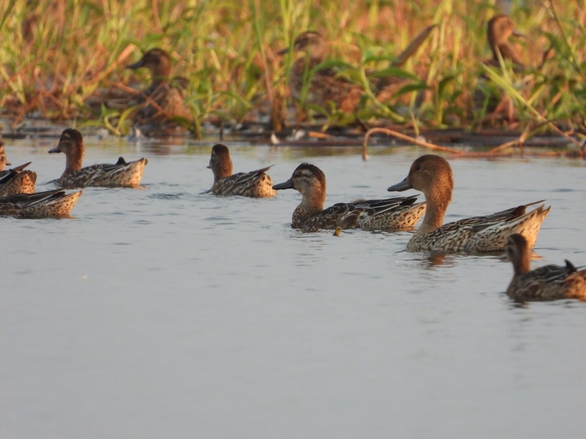 Garganey - ML615394678