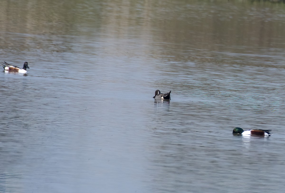 Northern Shoveler - Ali Usman Baig