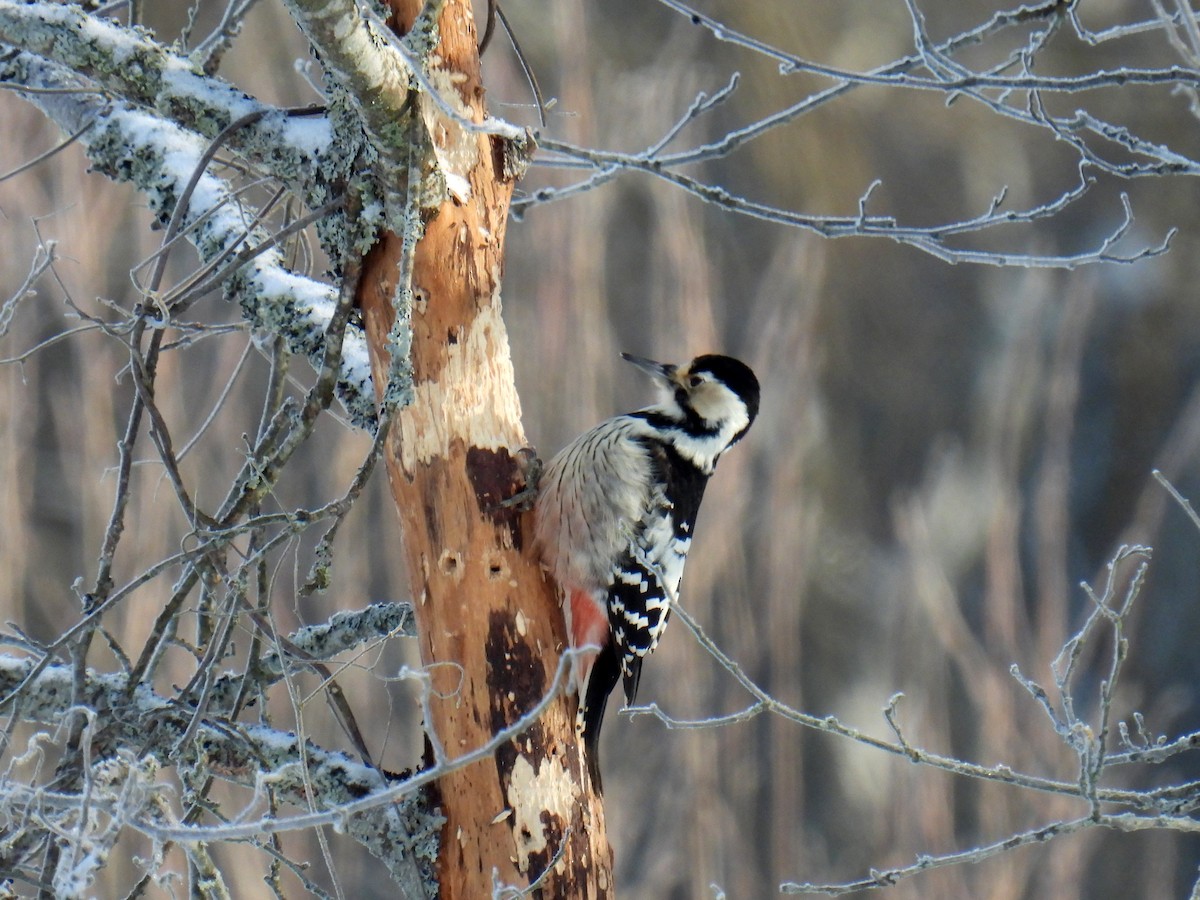 White-backed Woodpecker - ML615394706