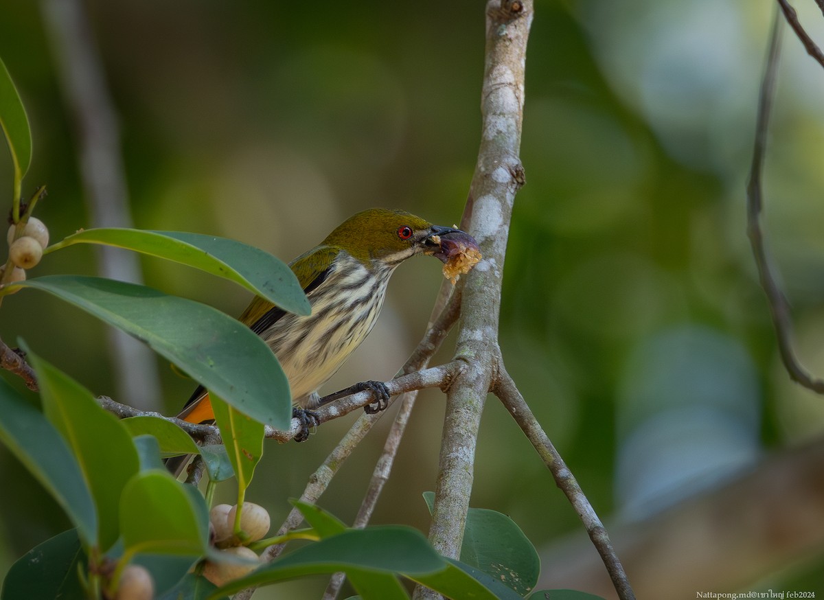 Yellow-vented Flowerpecker - Nattapong Banhomglin