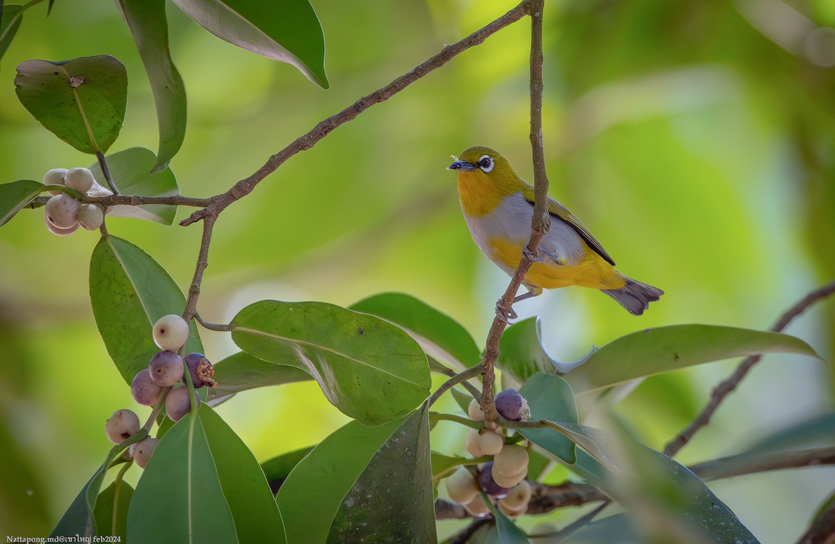 Hume's White-eye - Nattapong Banhomglin