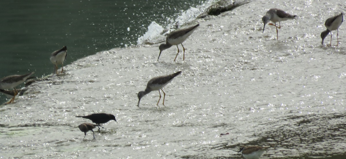 Greater Yellowlegs - ML615394780