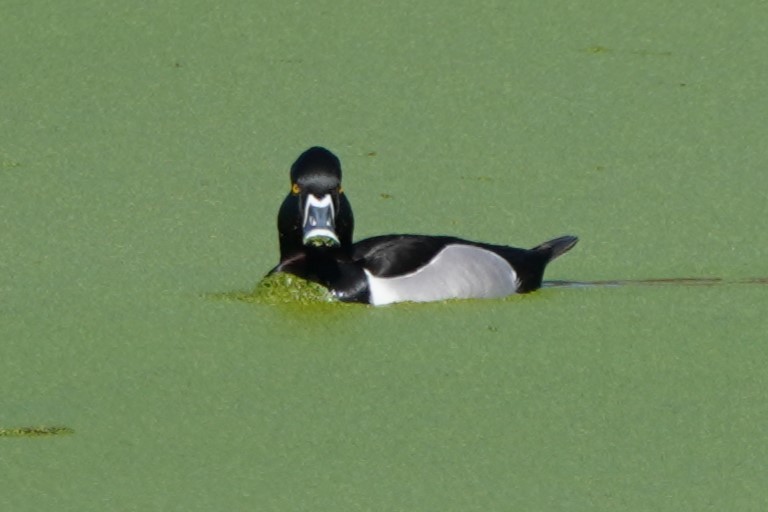 Ring-necked Duck - Dawn Hovey
