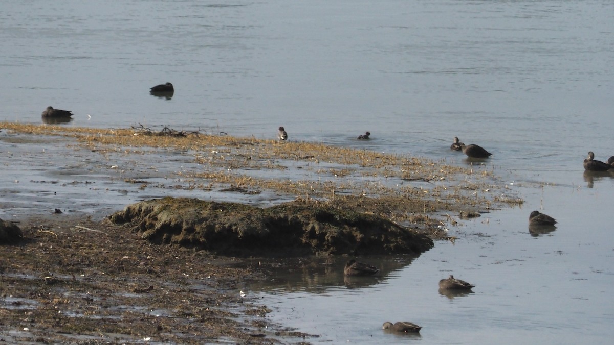 Green-winged Teal (American) - ML615394828