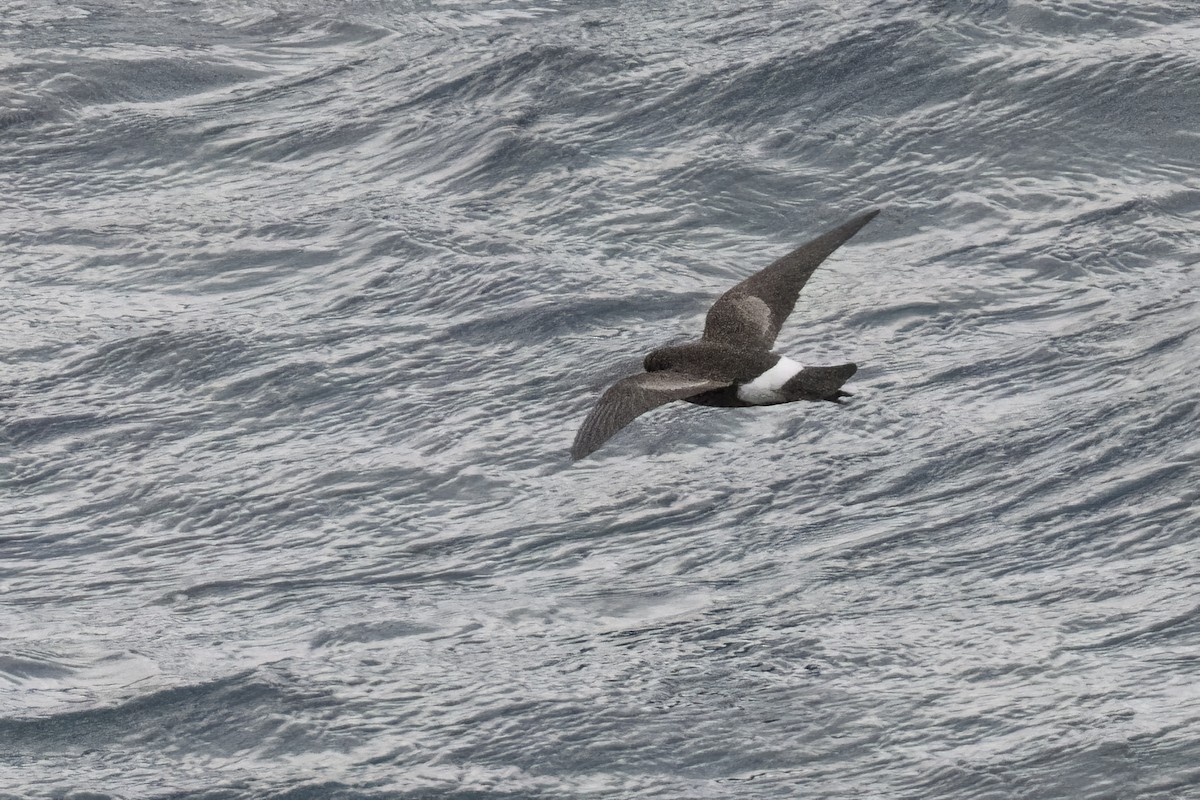 Wilson's Storm-Petrel - ML615394855