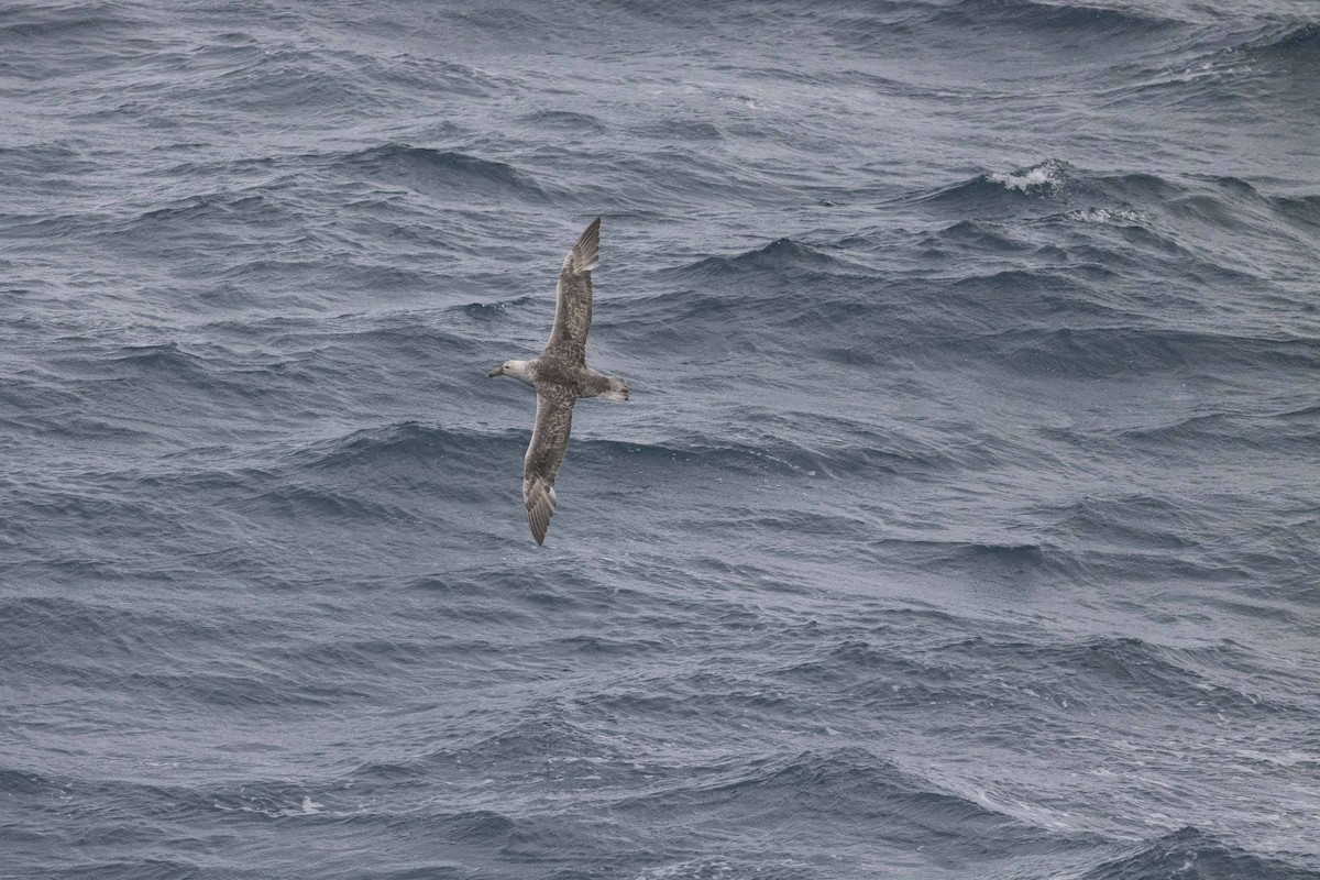 Southern Giant-Petrel - ML615394859