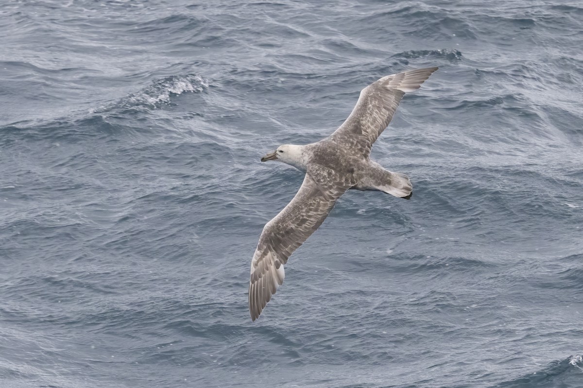 Southern Giant-Petrel - ML615394860