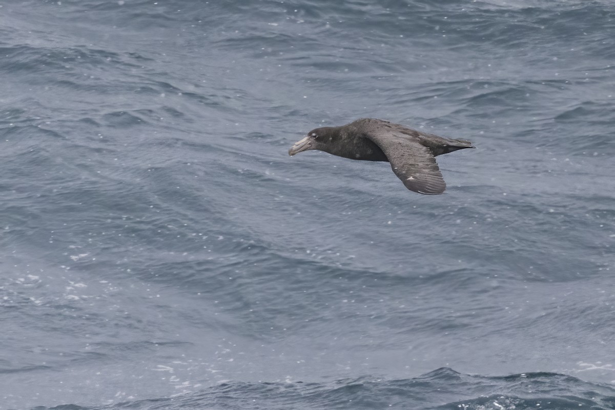 Pétrel de Hall - ML615394863