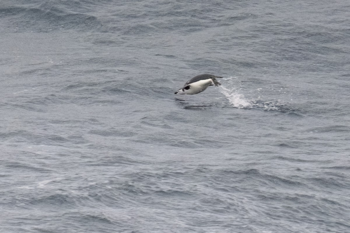 Chinstrap Penguin - ML615394867