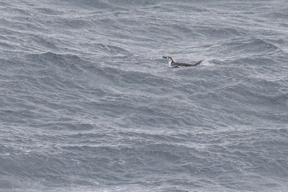 ringpingvin - ML615394868