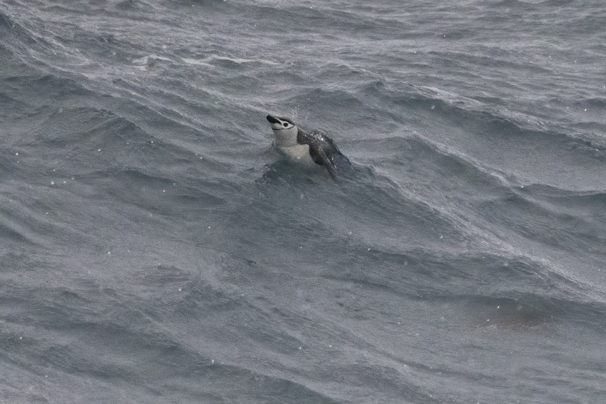 Chinstrap Penguin - ML615394869