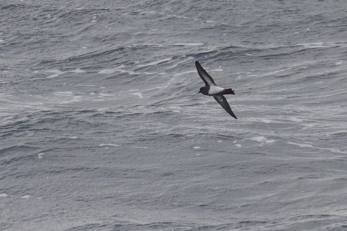 Océanite à ventre noir - ML615394873