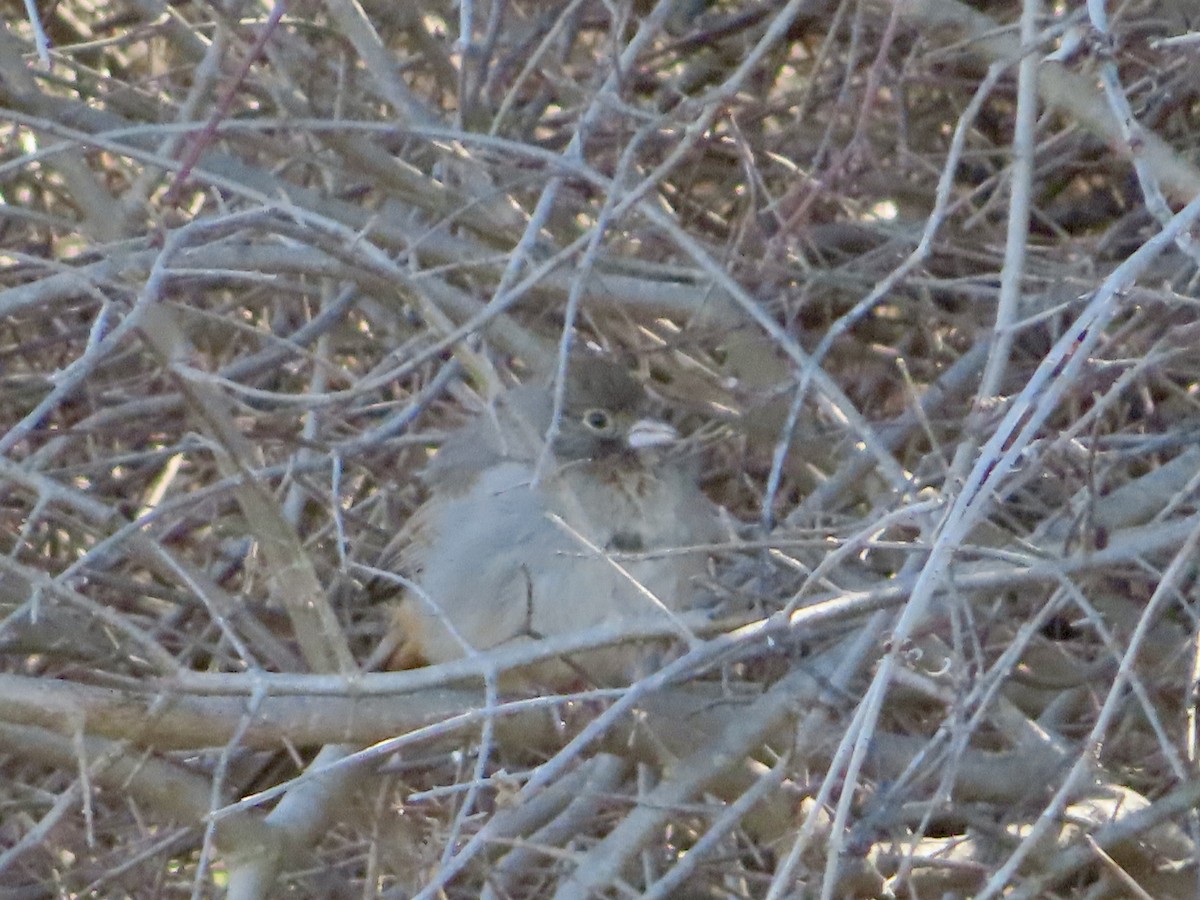 Canyon Towhee - ML615394909