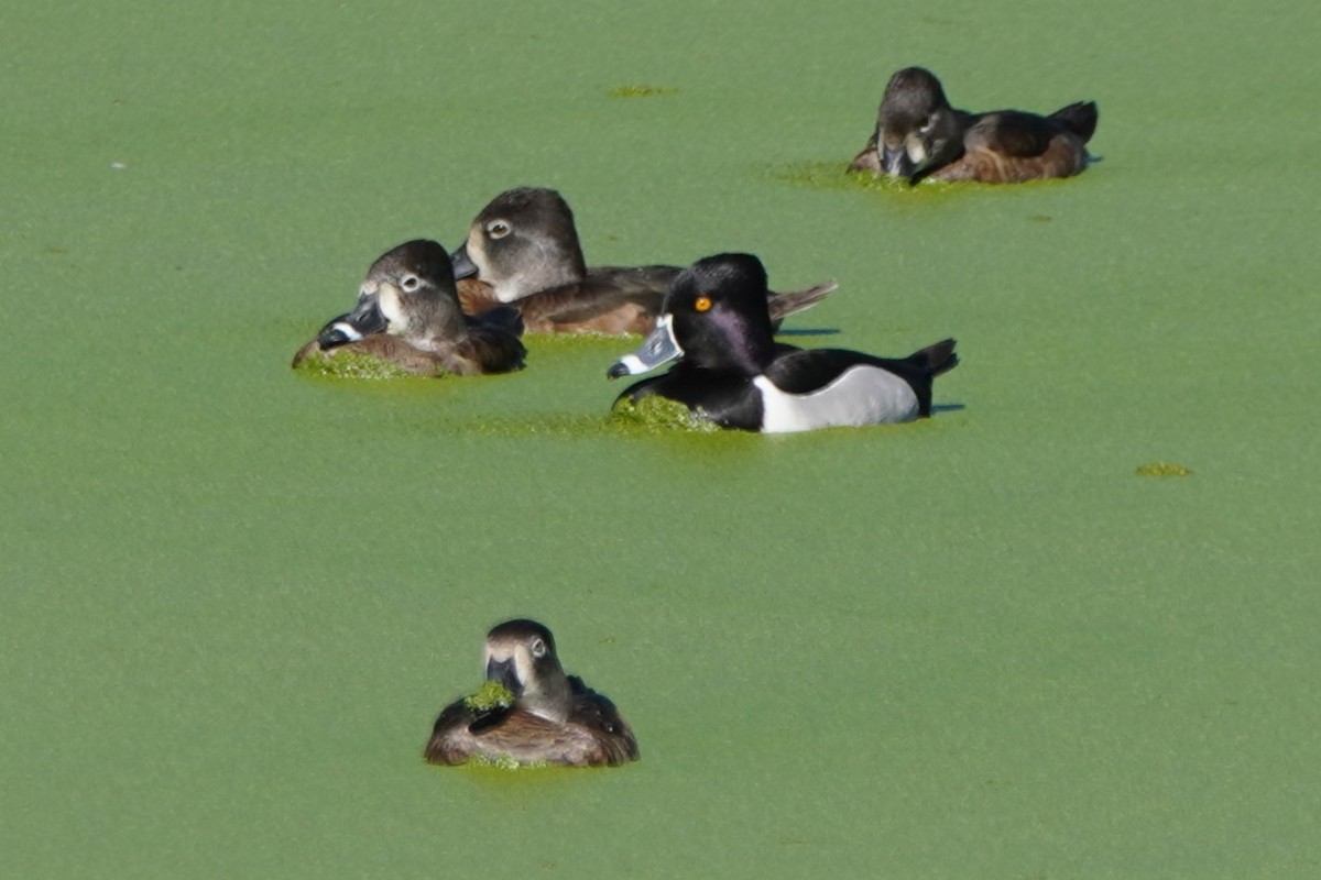 Ring-necked Duck - Dawn Hovey