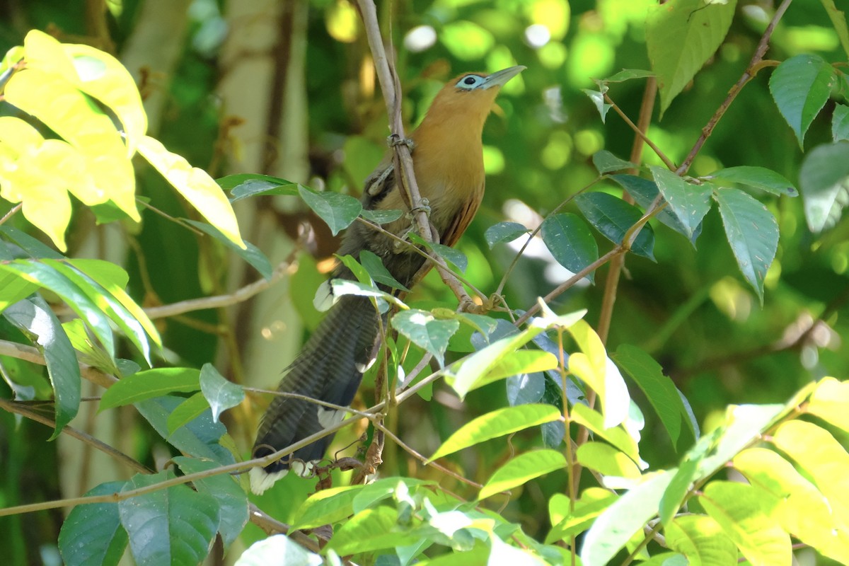 Raffles's Malkoha - I-Ju Chen