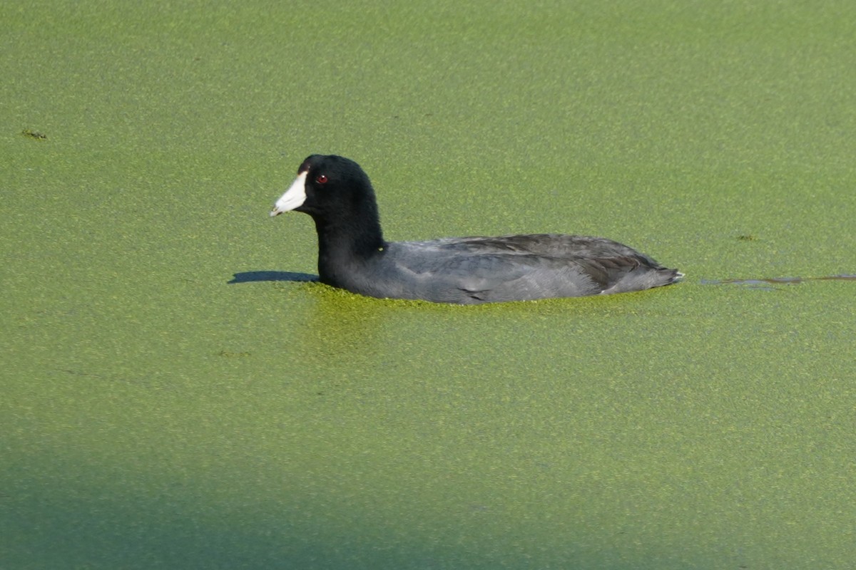 American Coot - Dawn Hovey