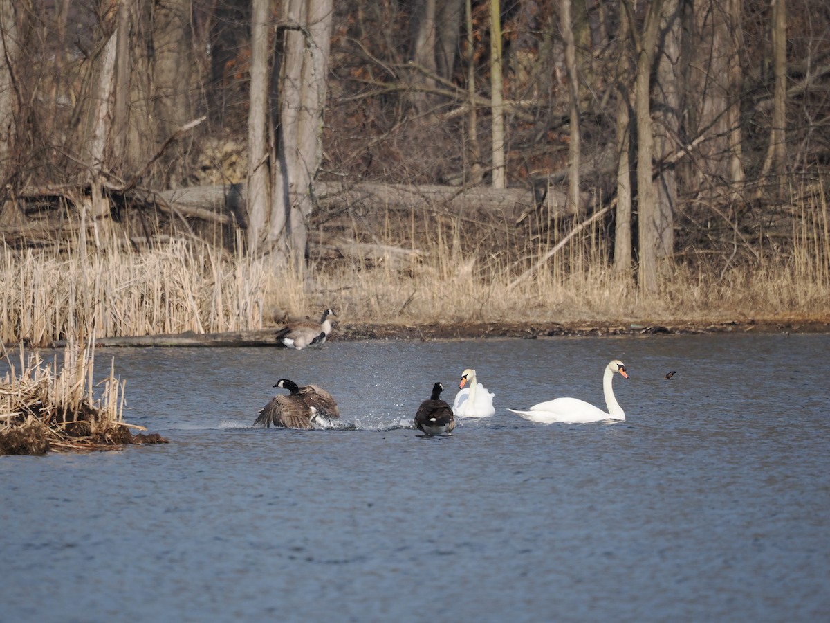 Mute Swan - ML615395038