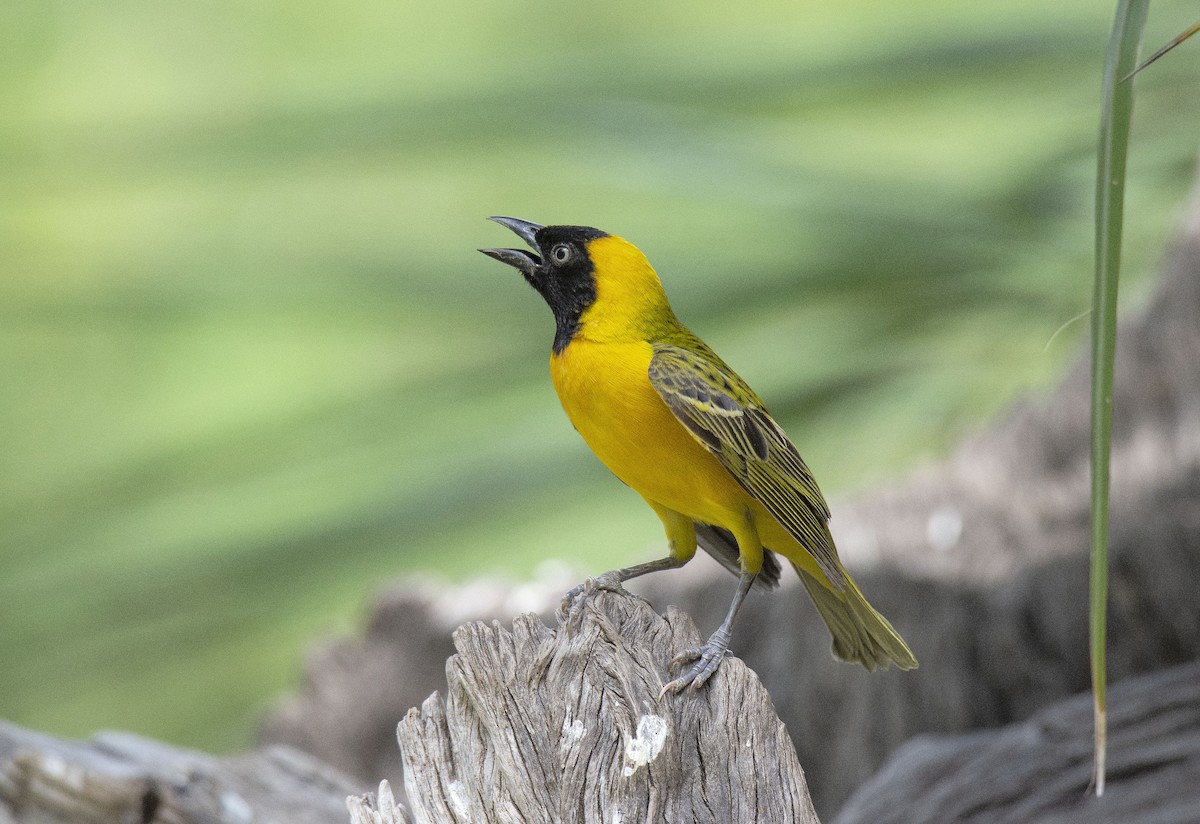 Lesser Masked-Weaver - Antonio Ceballos Barbancho