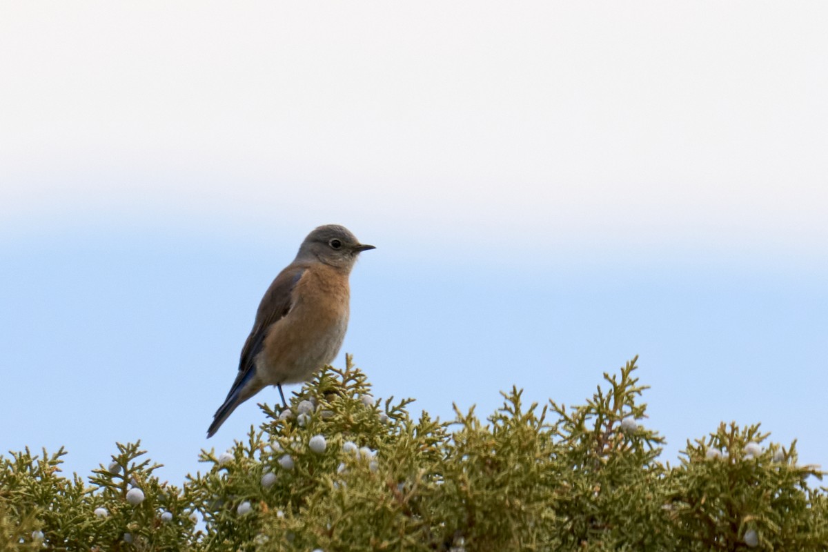 Western Bluebird - ML615395274