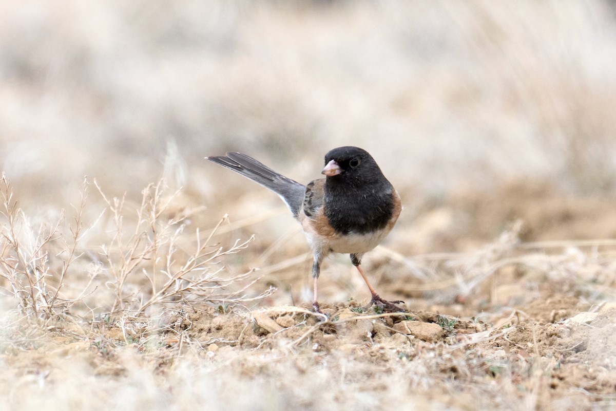 Dark-eyed Junco - ML615395311