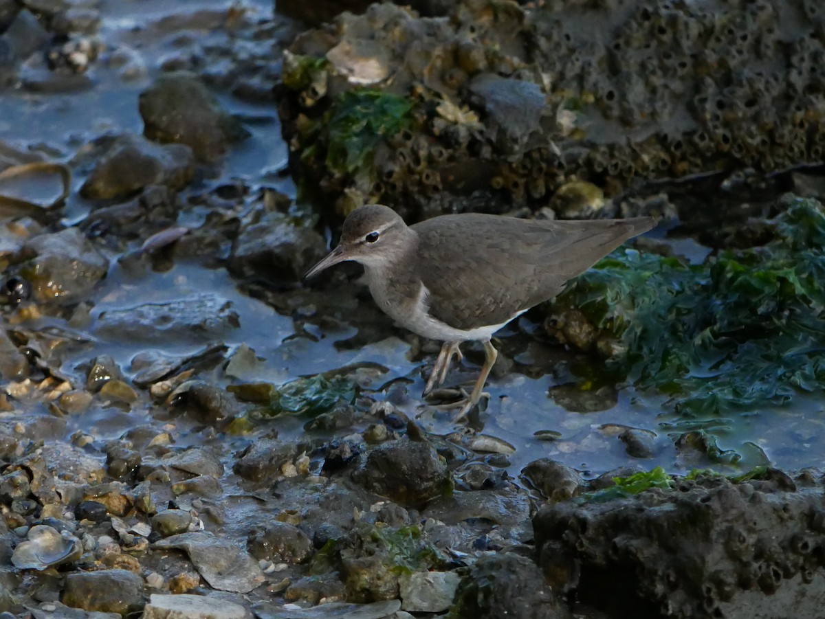 Spotted Sandpiper - ML615395385