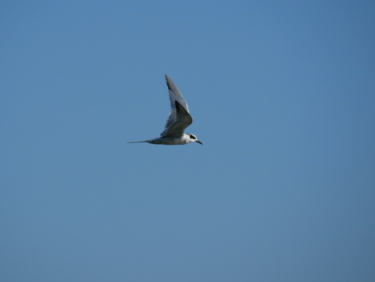 Forster's Tern - ML615395397